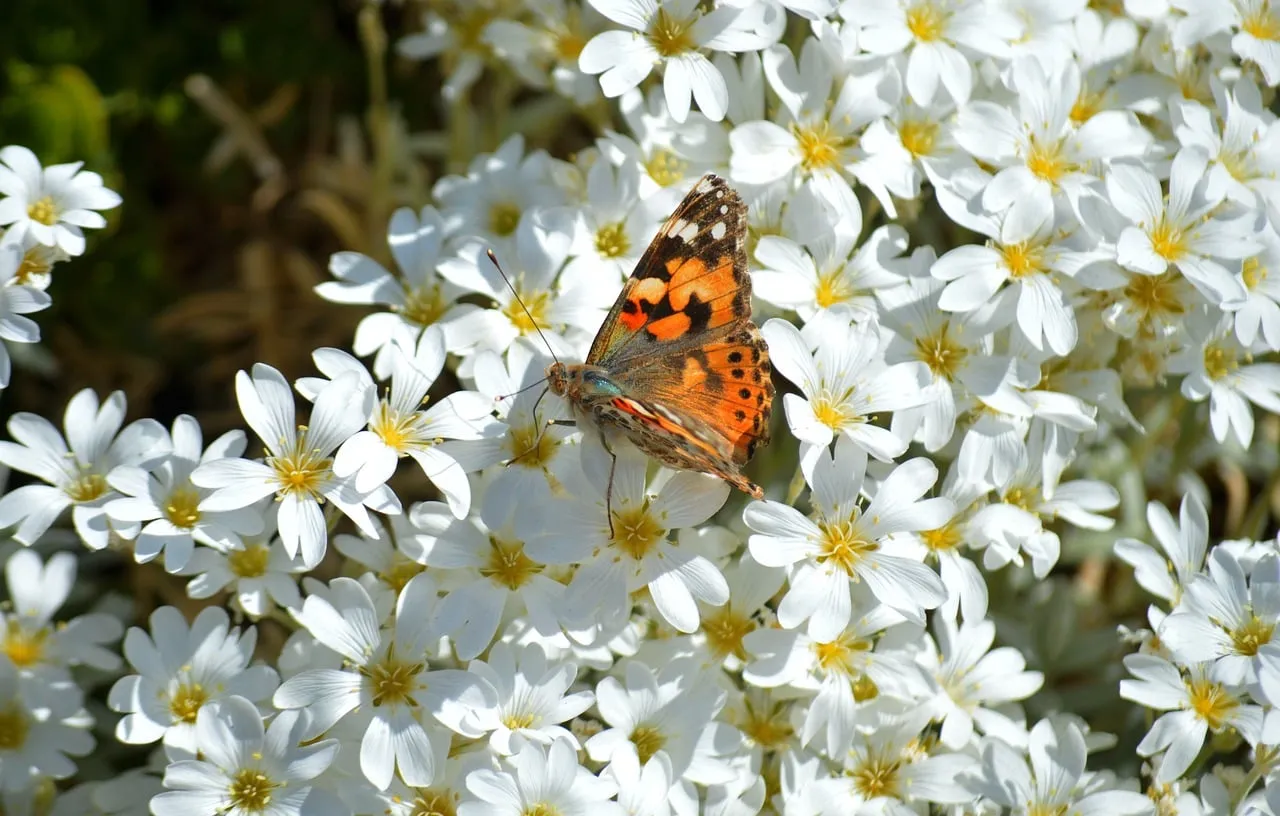 Vibrant Painted Lady Butterfly on Dazzling White Spring Blooms