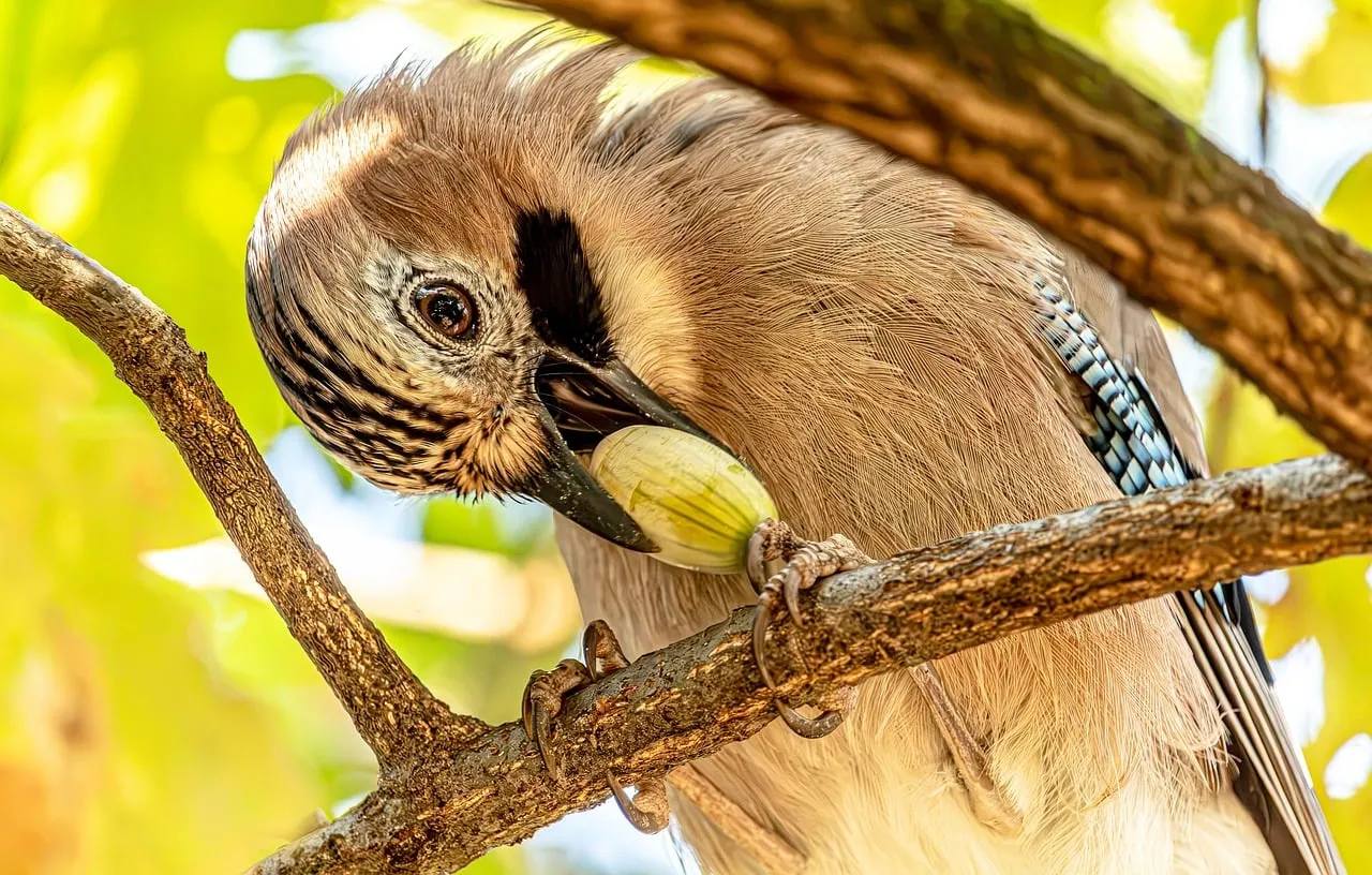 Vibrant Eurasian Jay Foraging: A Detailed Macro Shot