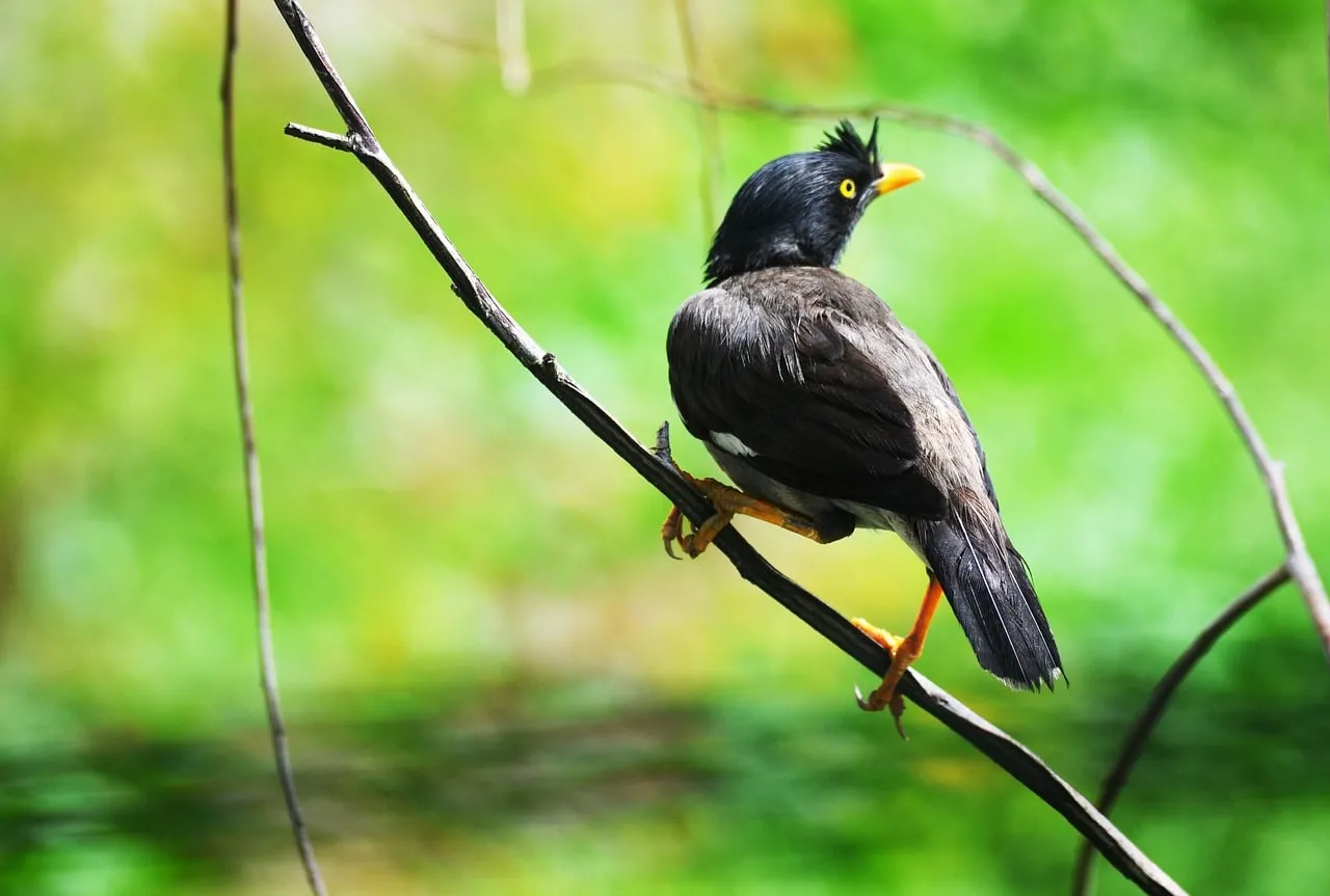 Exotic Asian Myna Perched: Vibrant Nature Closeup