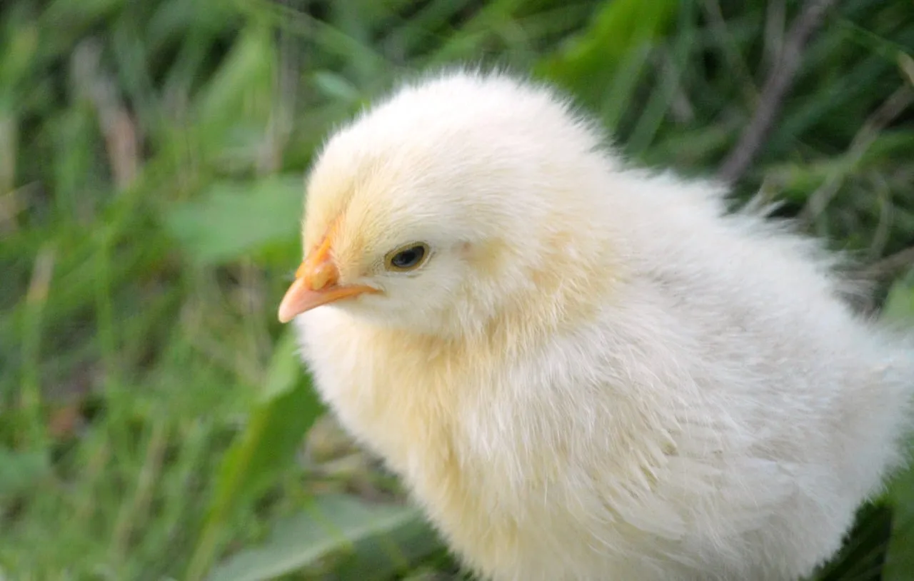 Adorable Fluffy Chick: A Symbol of Spring's Gentle Promise