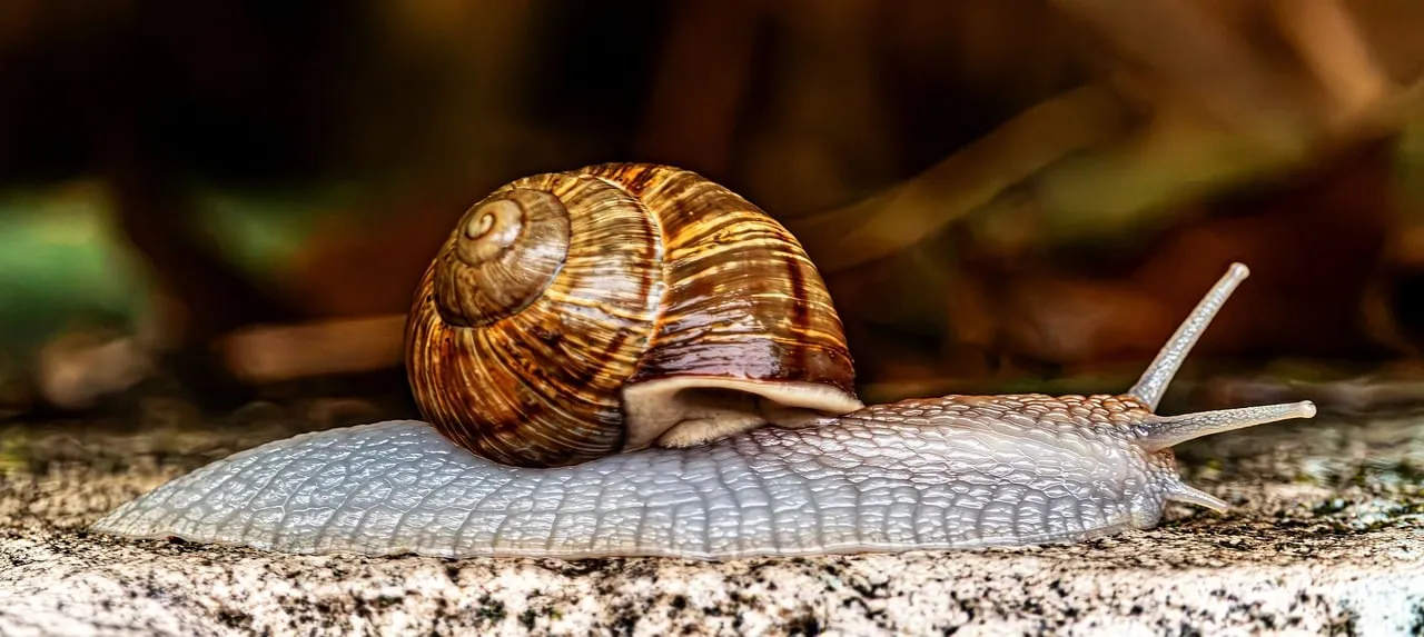 Intricate Macro: Roman Snail's Textured Journey