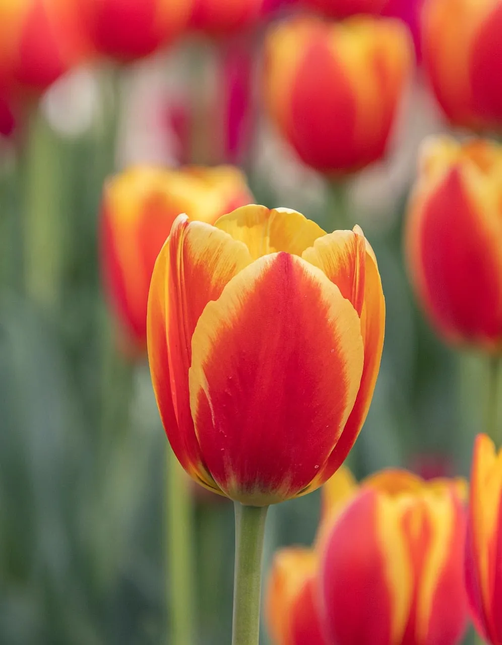 Vibrant Red and Orange Tulip Blooms in Spring Garden