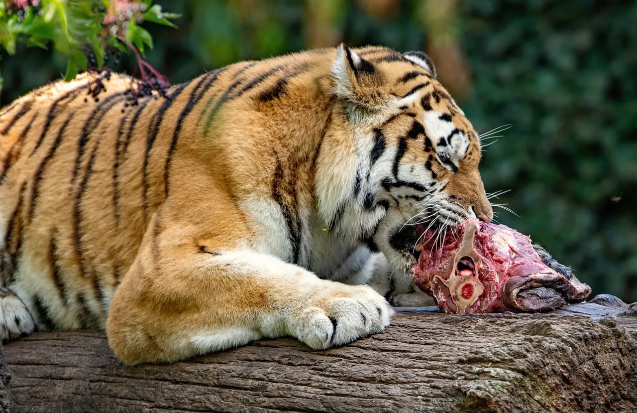 Majestic Tiger Devouring Prey in Its Natural Habitat