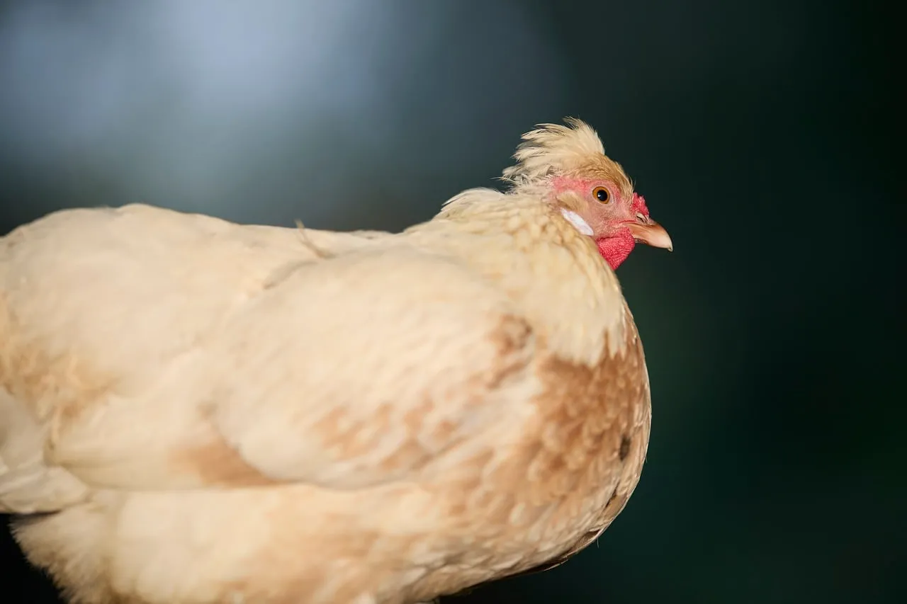 Vibrant Profile: Intimate Hen Portrait in Nature