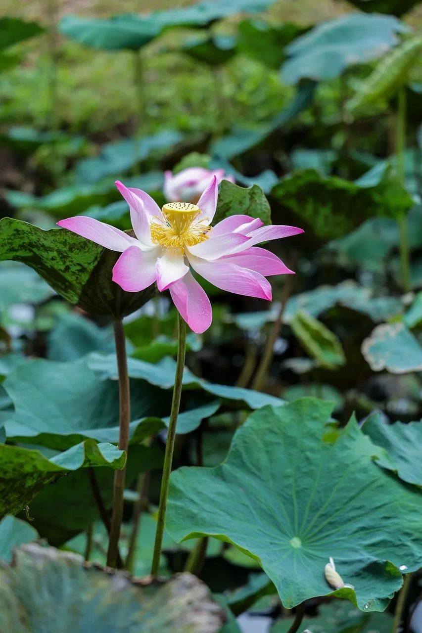 Vibrant Pink Lotus Bloom in Serene Pond