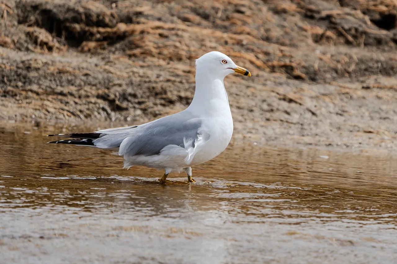 Majestic Seagull Surveys Beach in Tranquil Coastal Scene