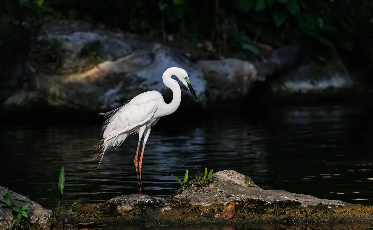 Majestic Egret: A Solitary Beauty in Tropical Nature