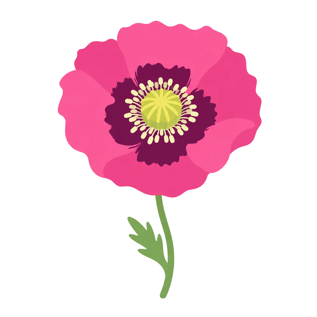 Vibrant Pink Poppy: Delicate Floral Illustration