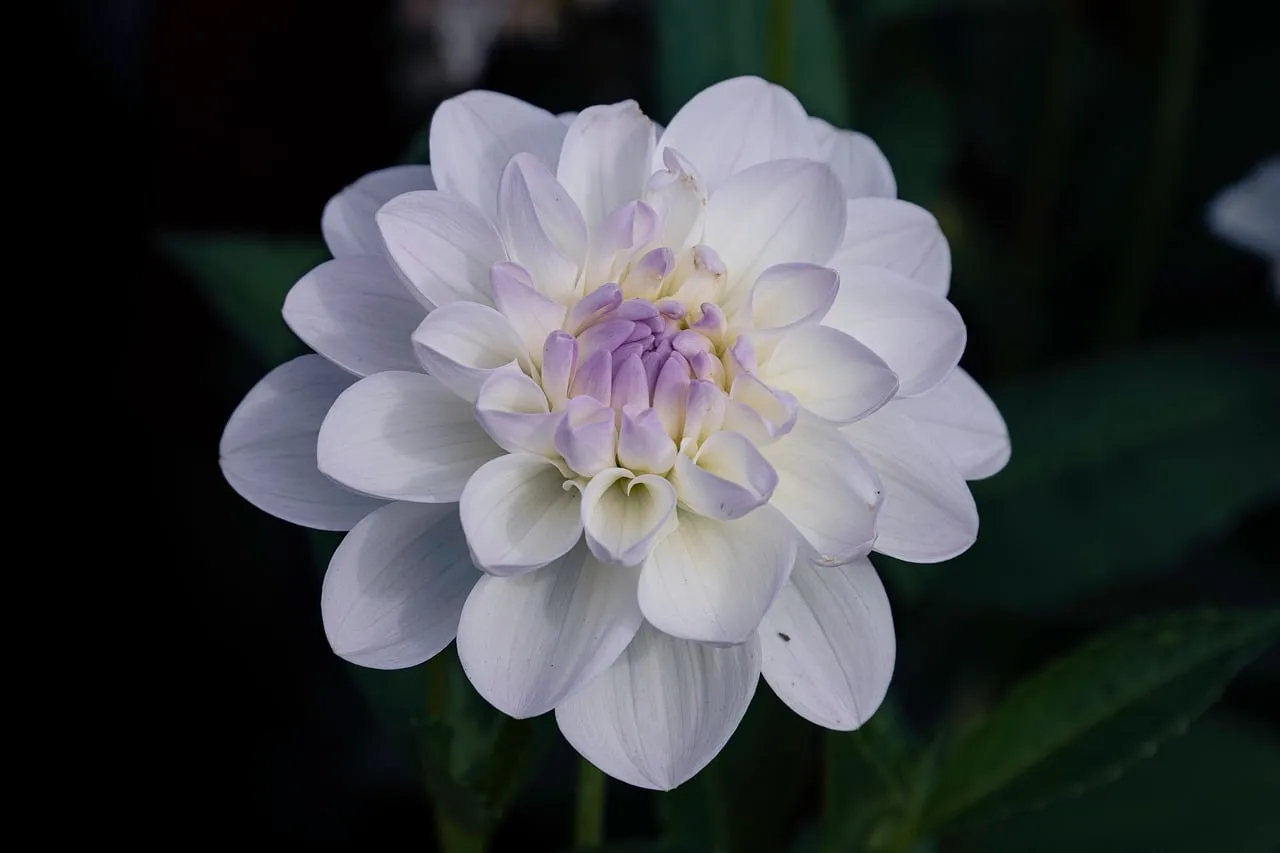 Stunning White & Violet Dahlia Bloom Close-up