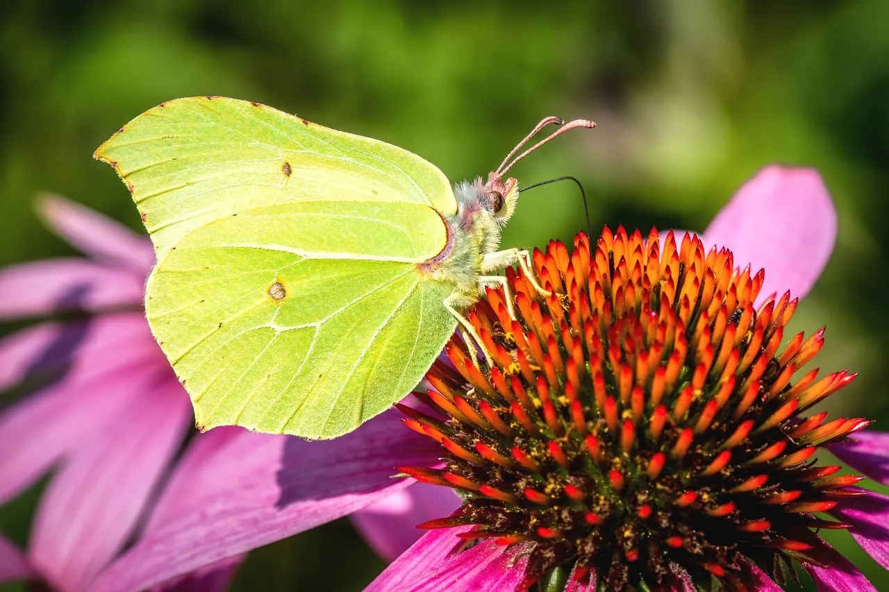 Vibrant Butterfly on Purple Coneflower: A Summer's Delight
