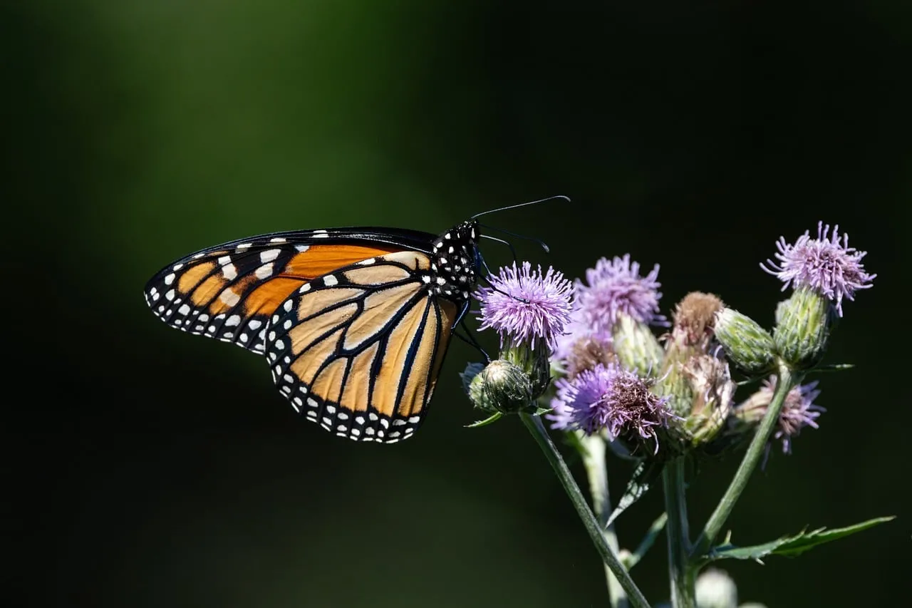 Vibrant Monarch Butterfly Pollinating Thistle Flowers