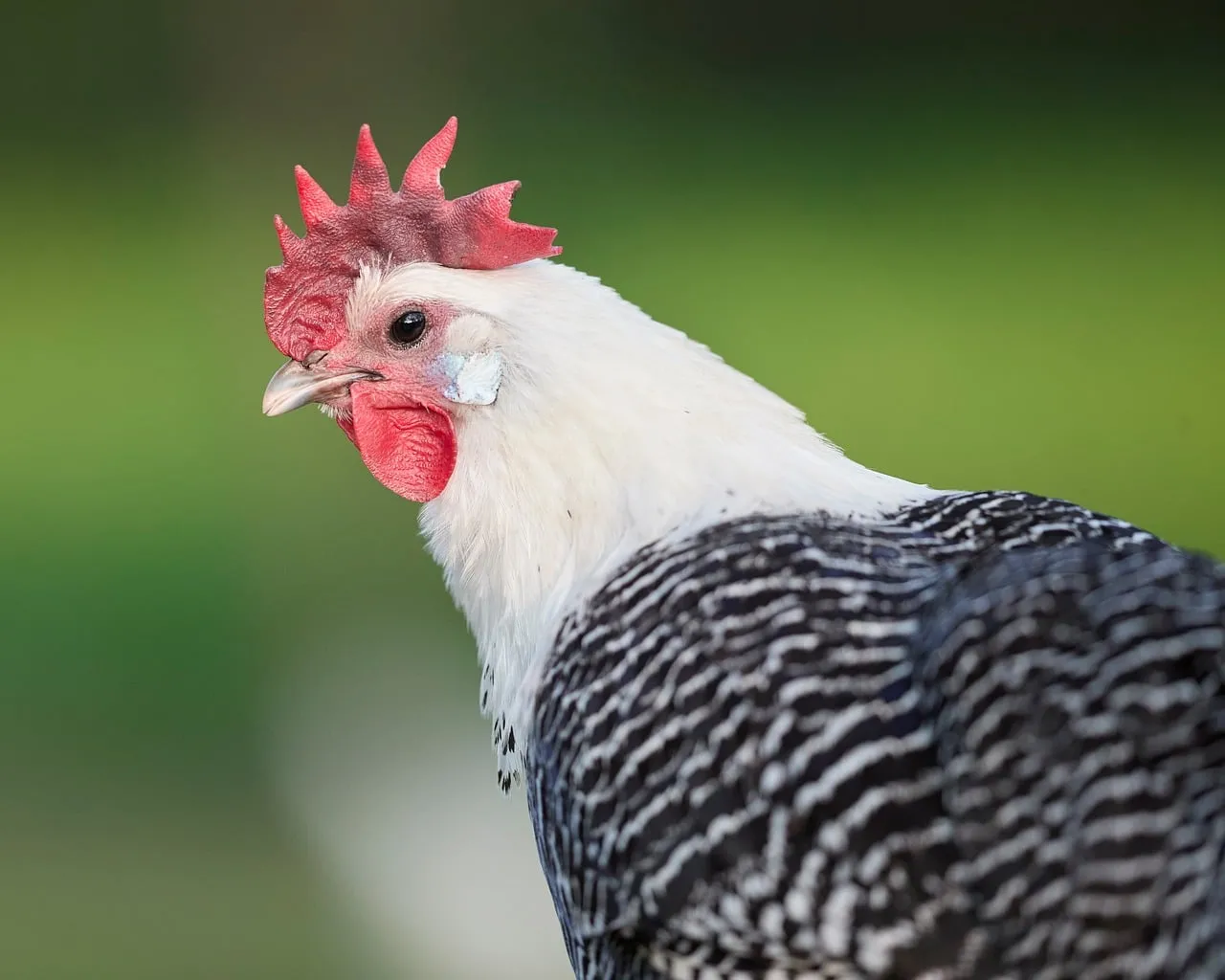 Vibrant Farm Life: Close-up of a Striped Feathered Chicken