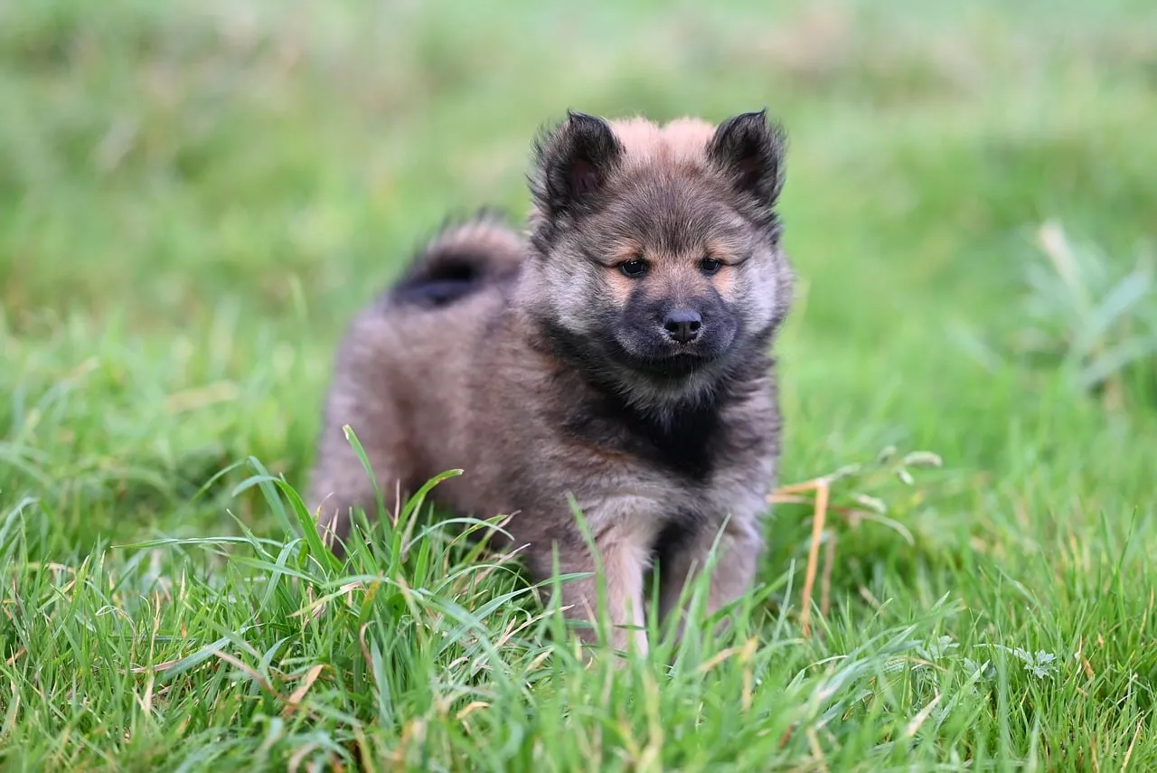Adorable Eurasier Puppy: Fluffy Joy in Lush Greenery