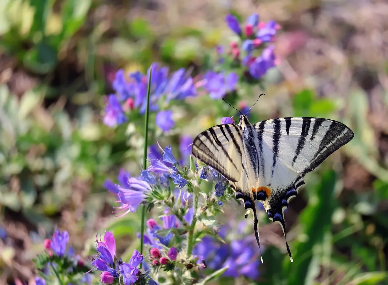 Vibrant Swallowtail Butterfly Adorns Purple Blossoms in Spring