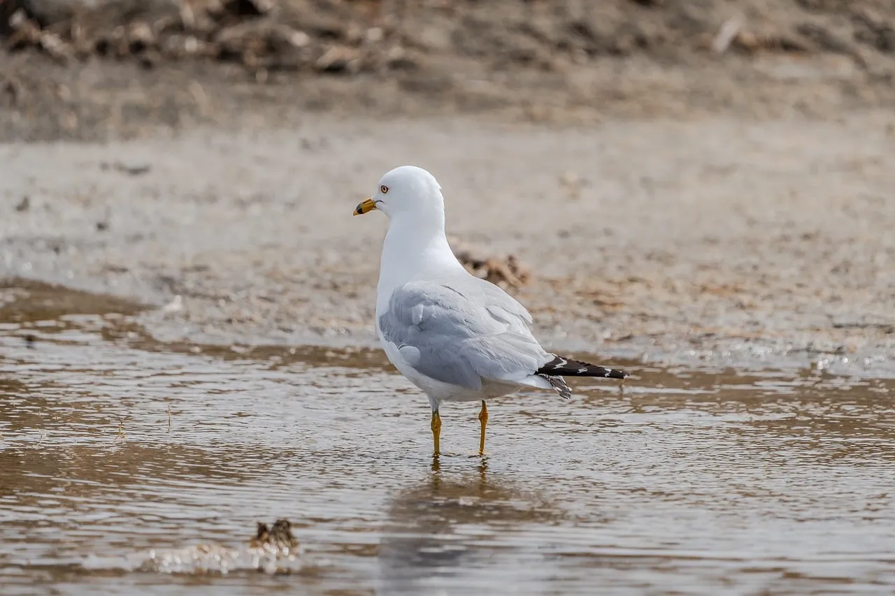 Stunning Gull in Wetland: A Portrait of Coastal Wildlife