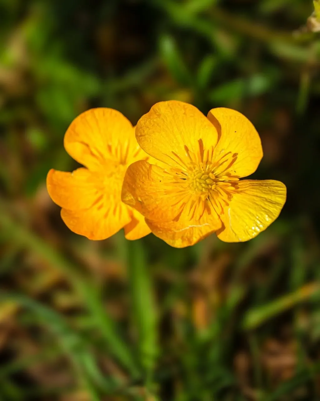 Vibrant Golden Buttercup: Macro Spring Beauty
