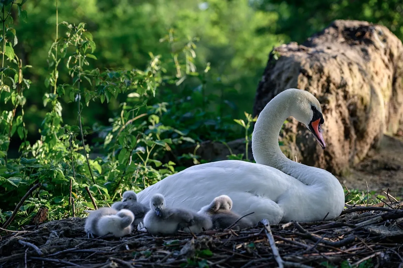 Tender Swan Family: Parental Love in Nature's Embrace