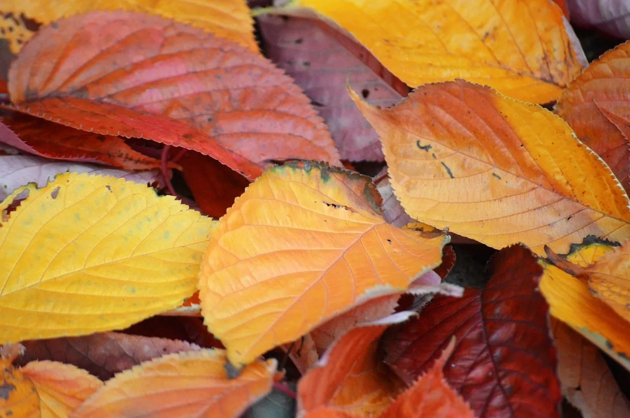 Vibrant Autumn Cascade: A Close-Up of Colorful Fallen Leaves