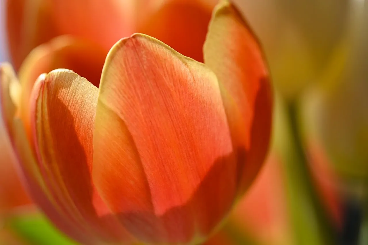 Vibrant Orange Tulip: A Macro Blossom of Spring Beauty
