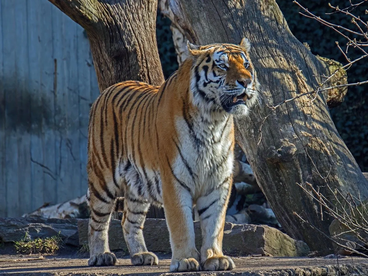 Majestic Amur Tiger: A Glimpse into Wild Feline Grace
