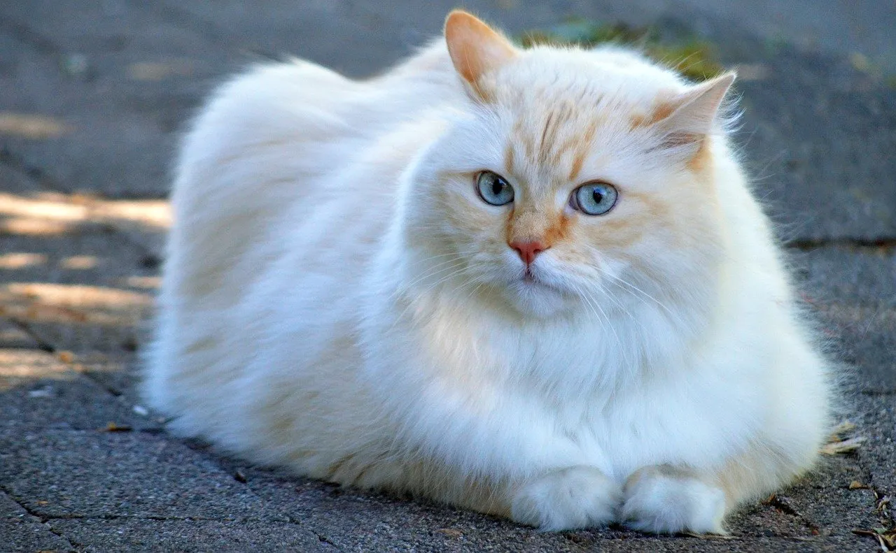 Enchanting Blue-Eyed Feline: A Dreamy Cream Tabby Cat