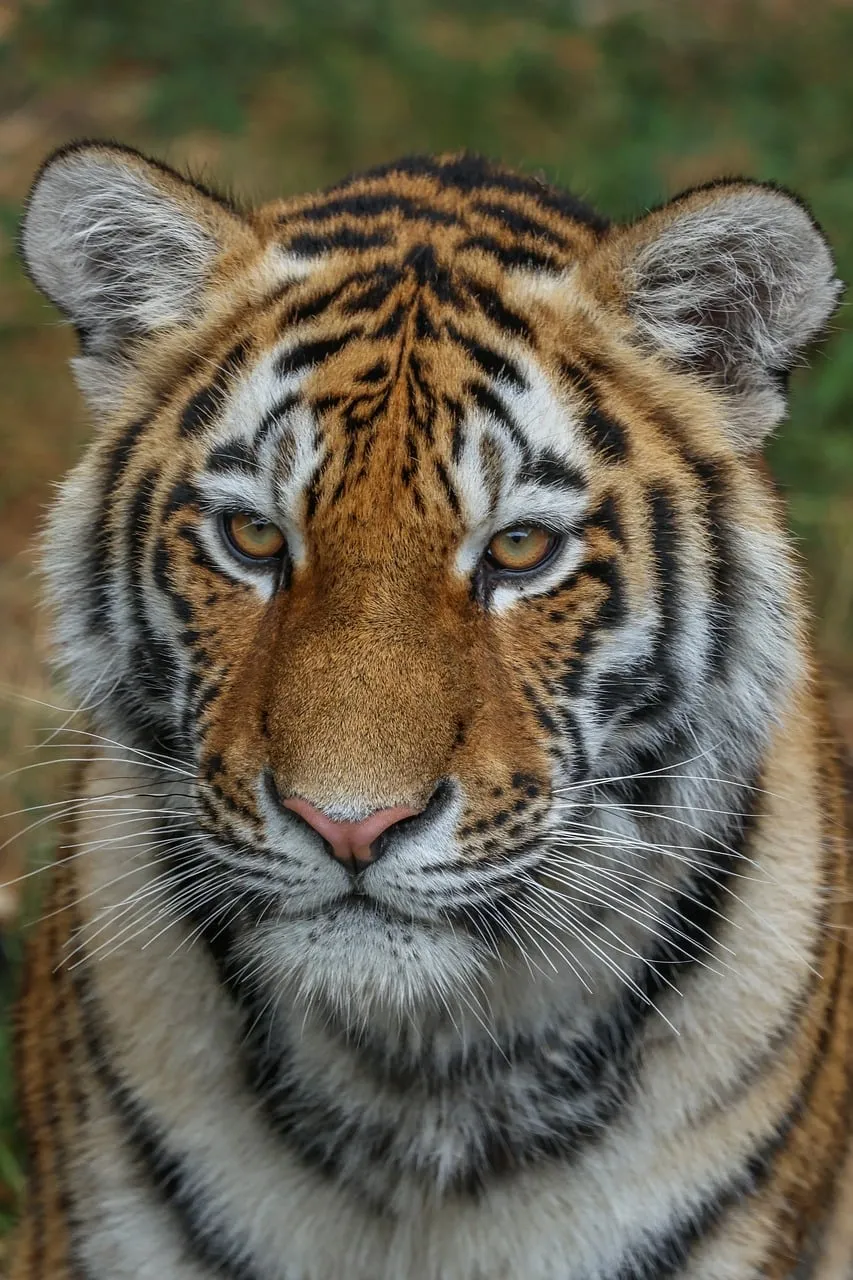 Majestic Tiger Portrait: Gaze of the Wild Predator