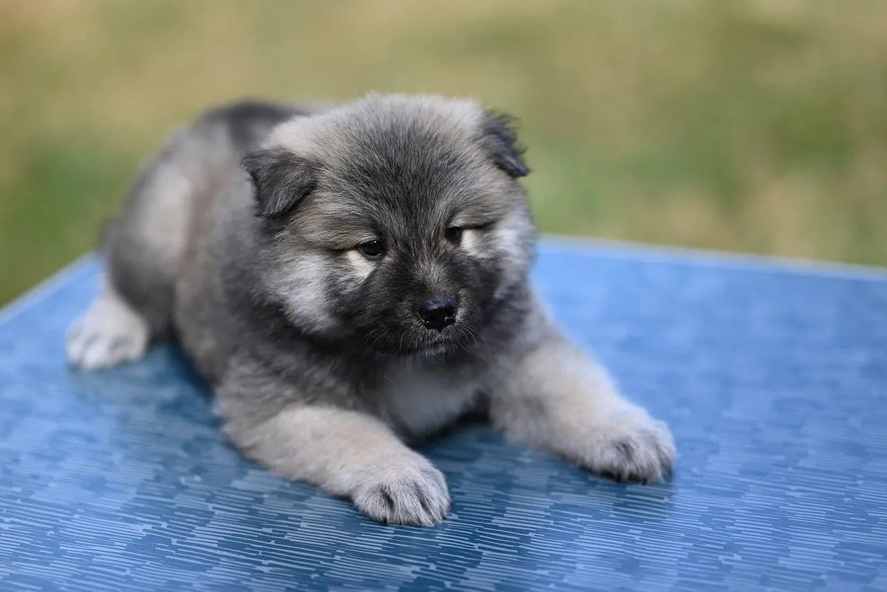 Adorable Eurasier Puppy: Fluffy, Young, and Utterly Charming