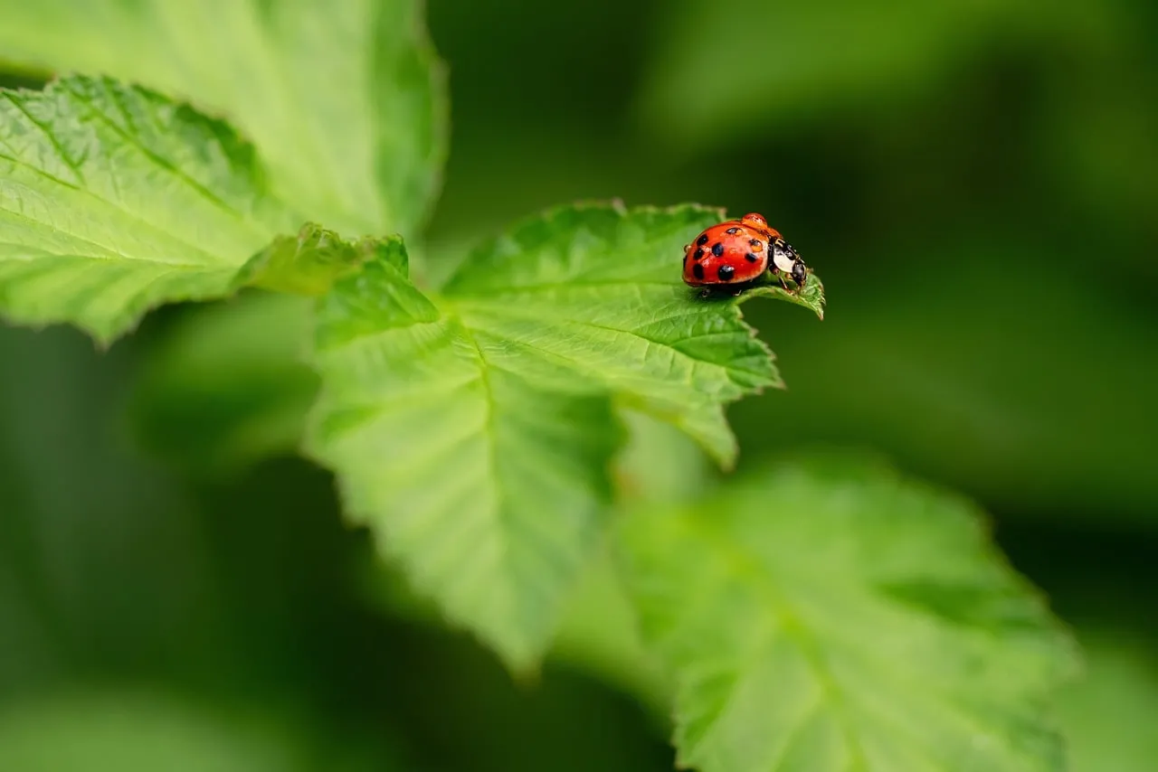 Vibrant Macro: Ladybug Resting on a Green Leaf in Summer