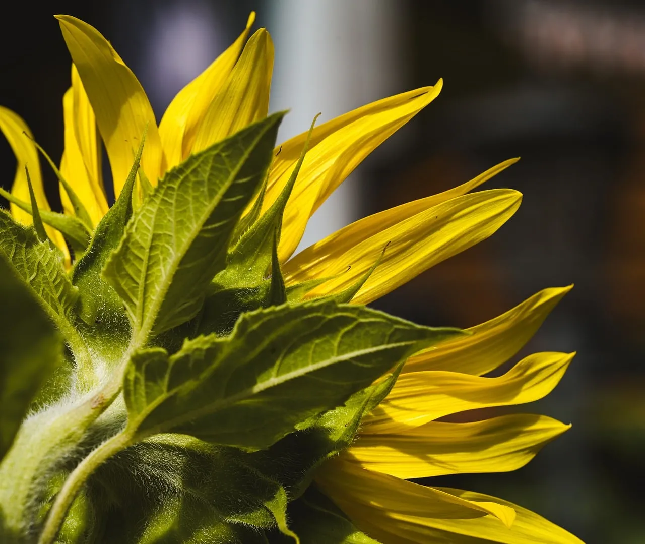 Vibrant Sunflower: Backlit Beauty in Summer's Embrace