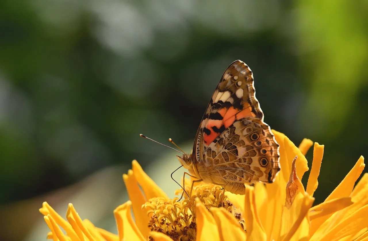 Vibrant Painted Lady Butterfly on Yellow Zinnia