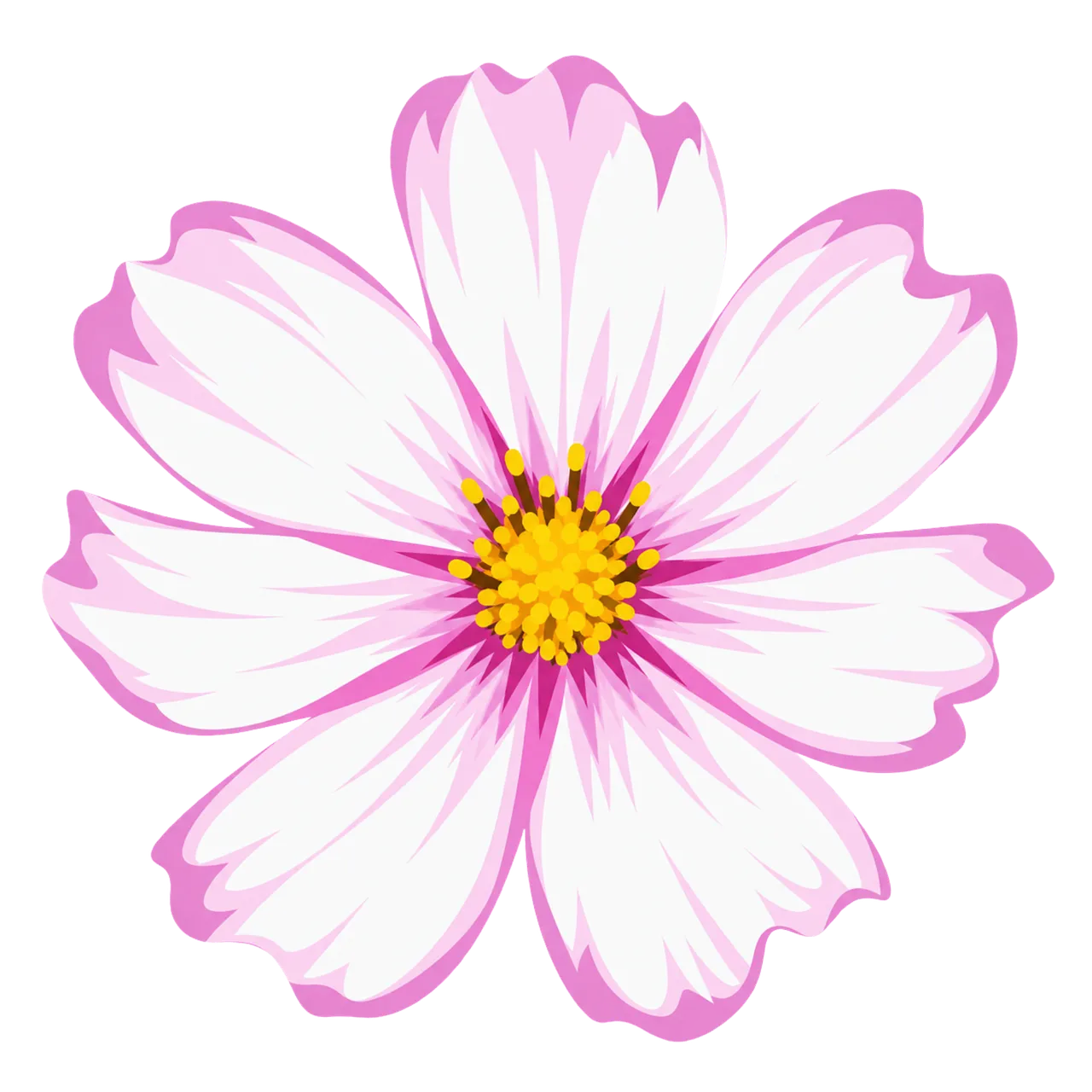Vibrant Pink Cosmos Bloom: A Summer Garden Delight