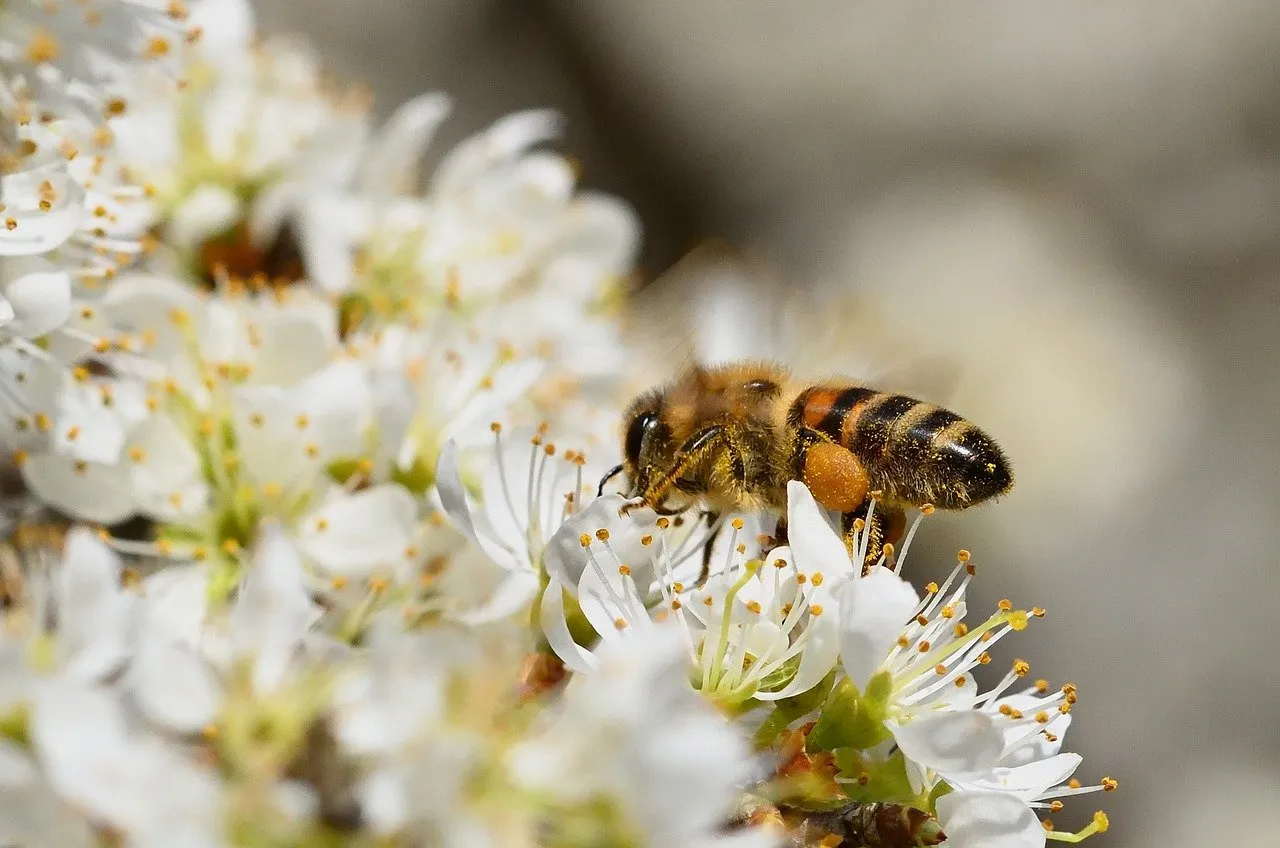 Vibrant Bee Pollinating White Spring Blossoms