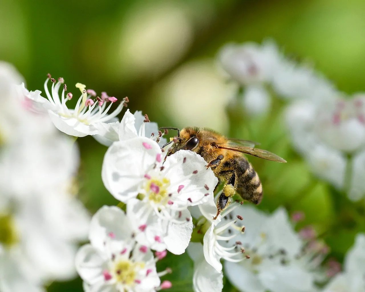 Vibrant Bee Pollinating White Hawthorn Flower in Bright Light