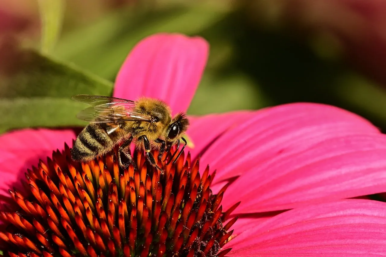 Vibrant Pink Flower with Busy Honeybee in Summer Sunlight