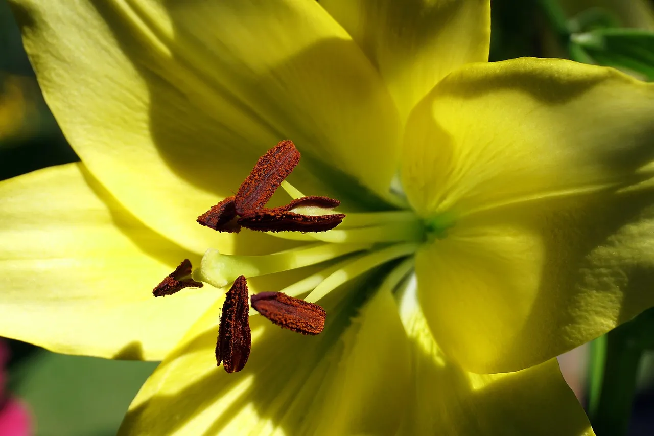 Vibrant Yellow Daylily Bloom: A Close-Up of Nature's Art