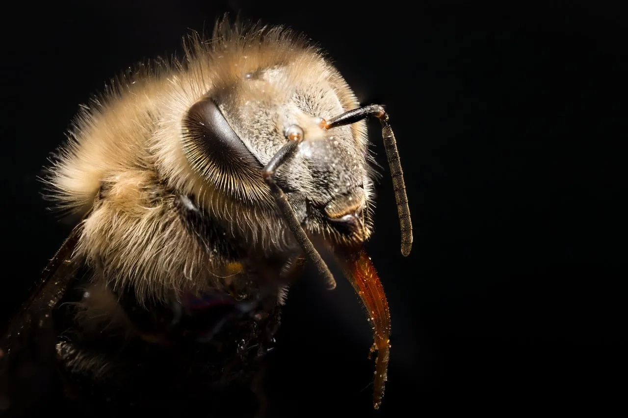 Stunning Macro: Intricate Detail of a Furry Honeybee's Face