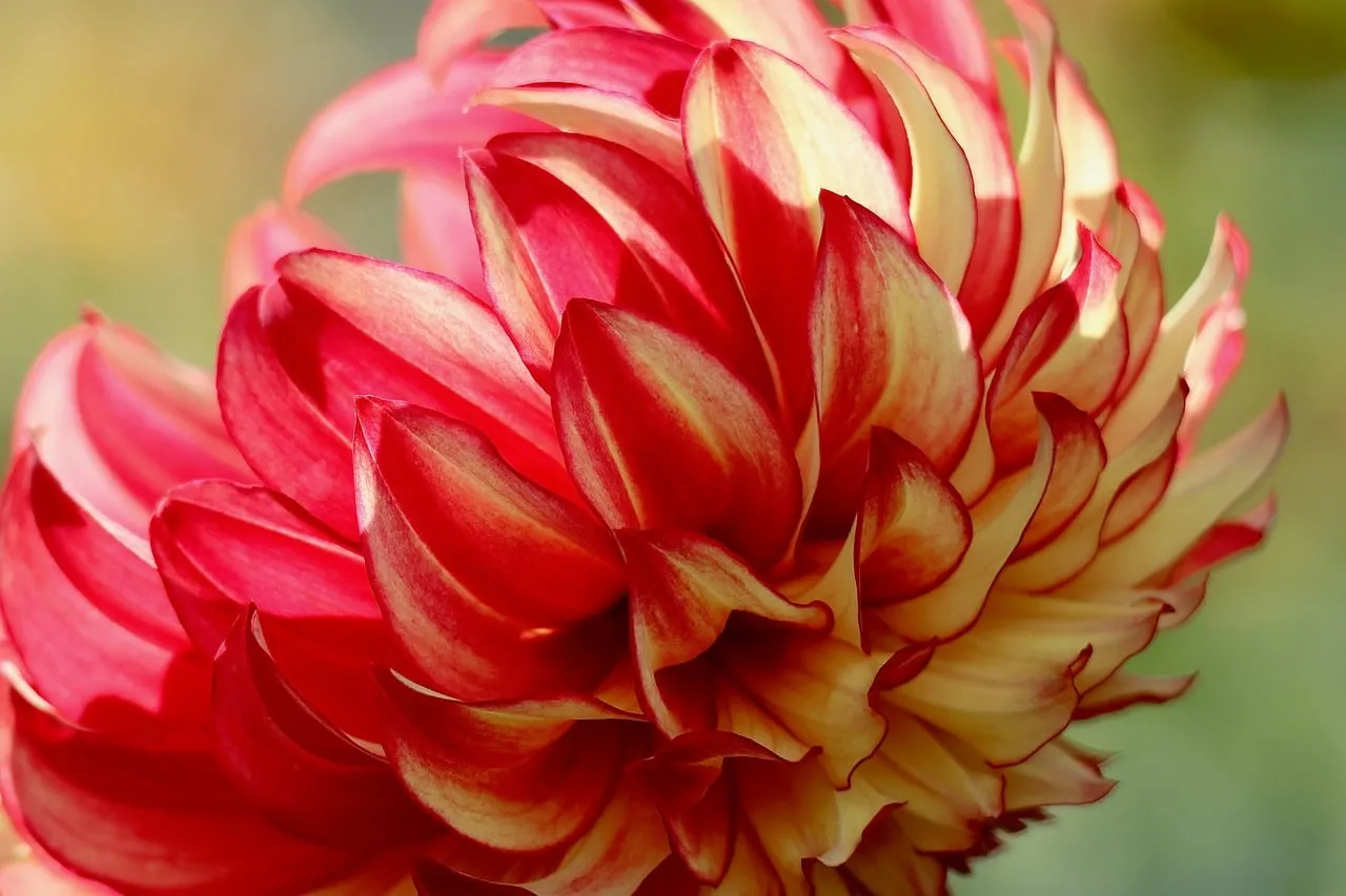Vibrant Bicolor Dahlia: A Symphony of Red and Yellow Petals