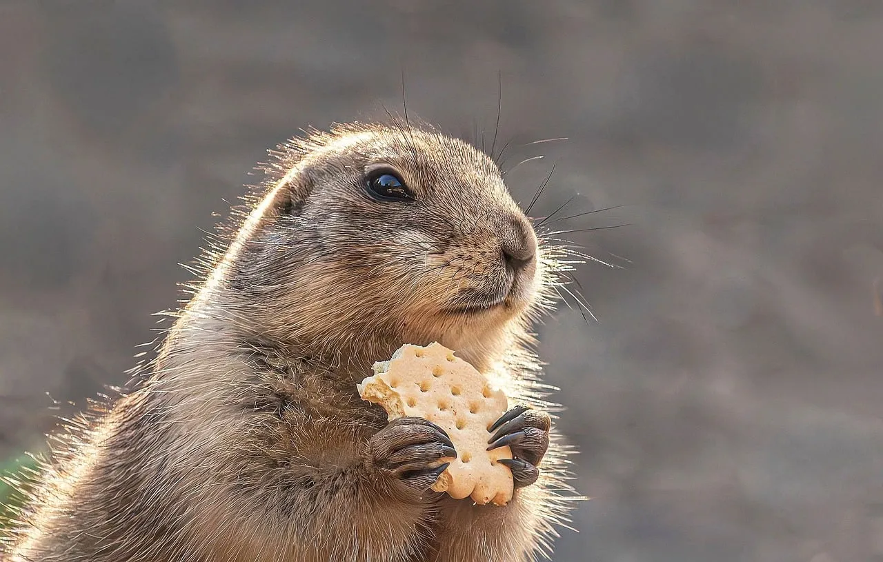 Adorable Prairie Dog Enjoying a Biscuit in Nature's Glow