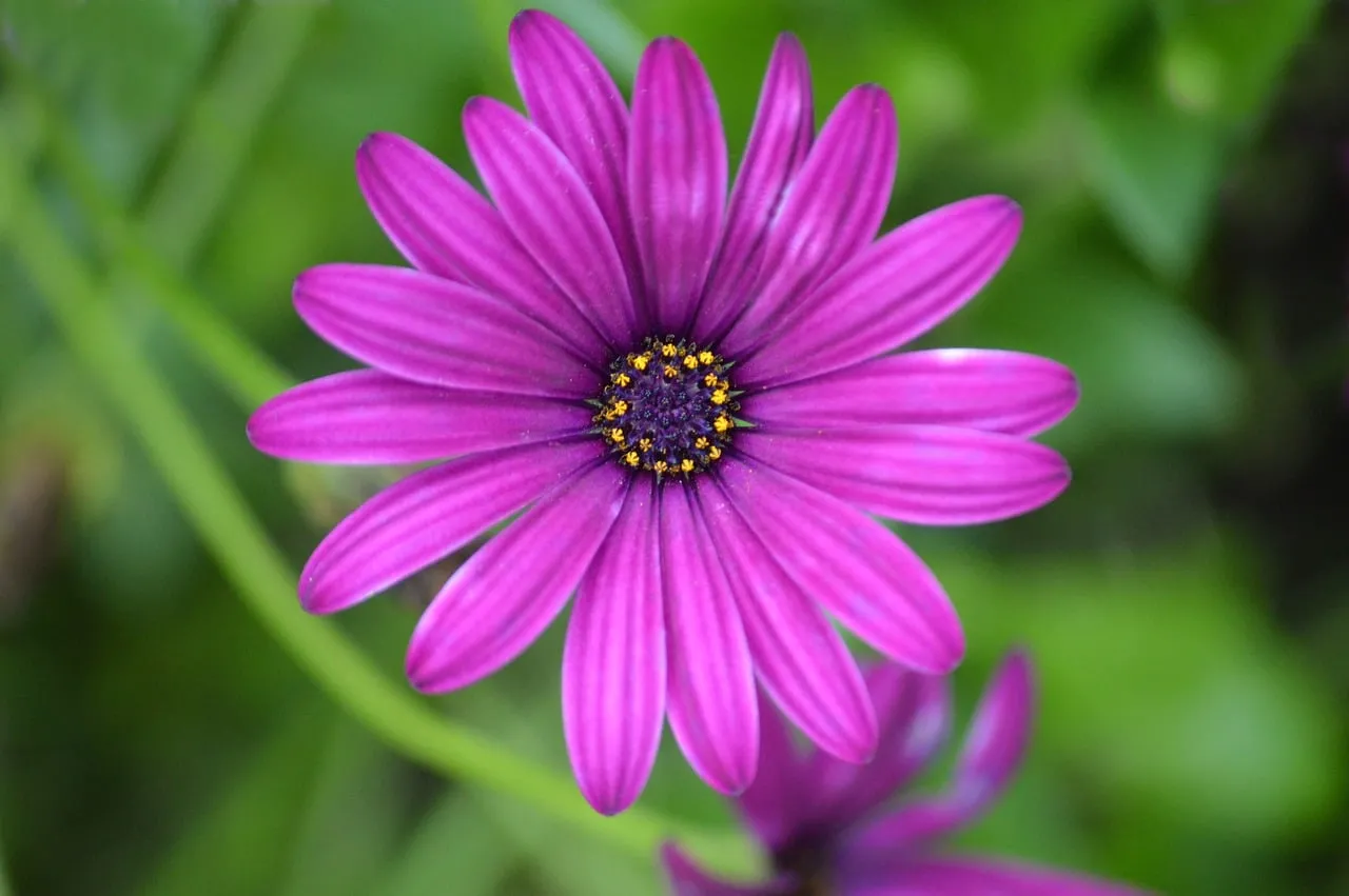 Vibrant Purple Gazania: Summer's Dazzling Botanical Close-up