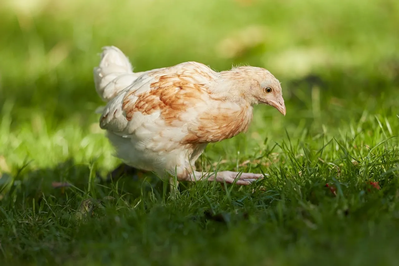 Charming Young Chick Foraging in Sunlight