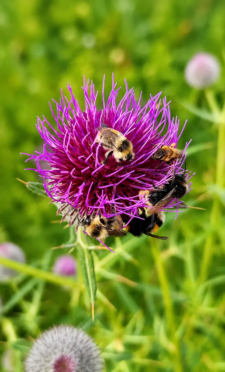 Vibrant Thistle Blooms Teem with Buzzing Bumblebees