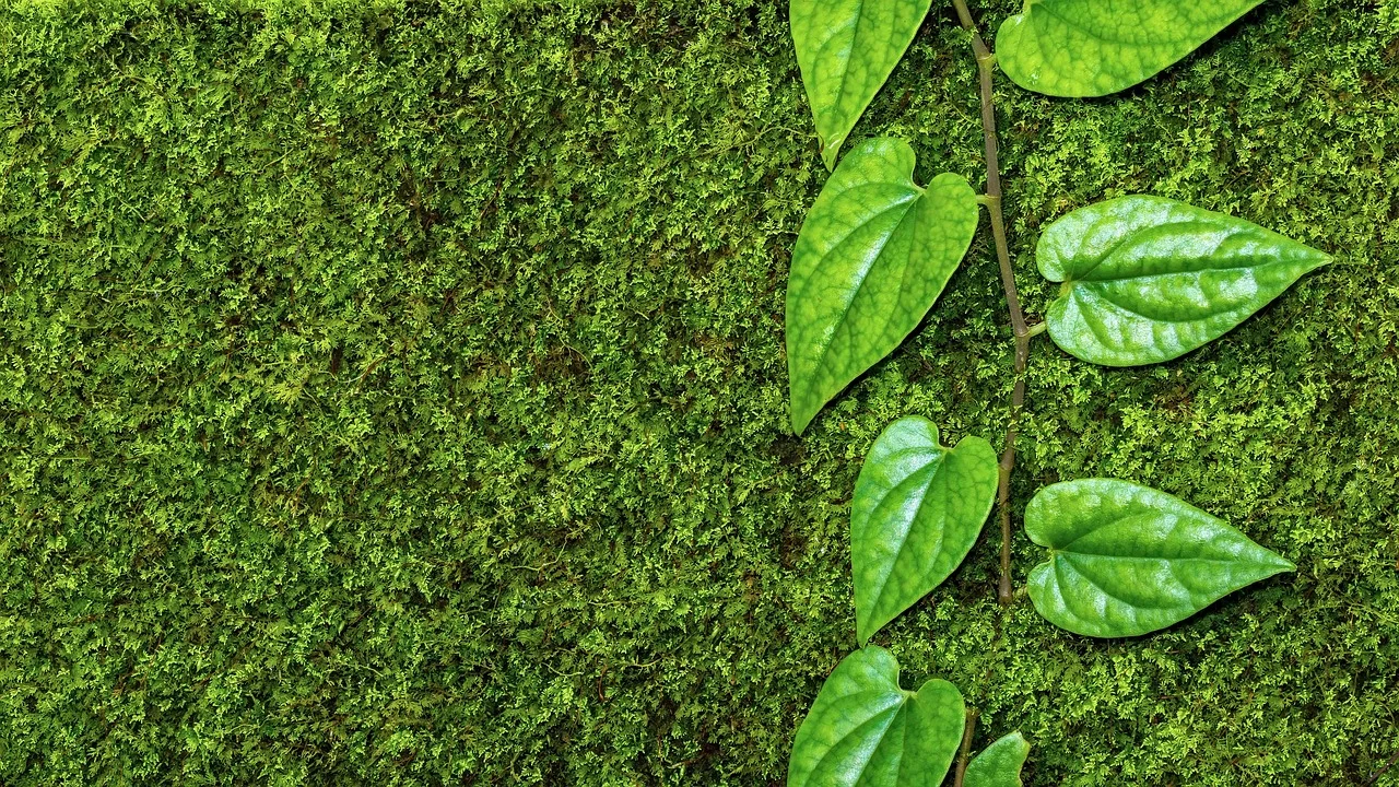Vibrant Green Moss & Lush Vine: Nature's Refreshing Tapestry