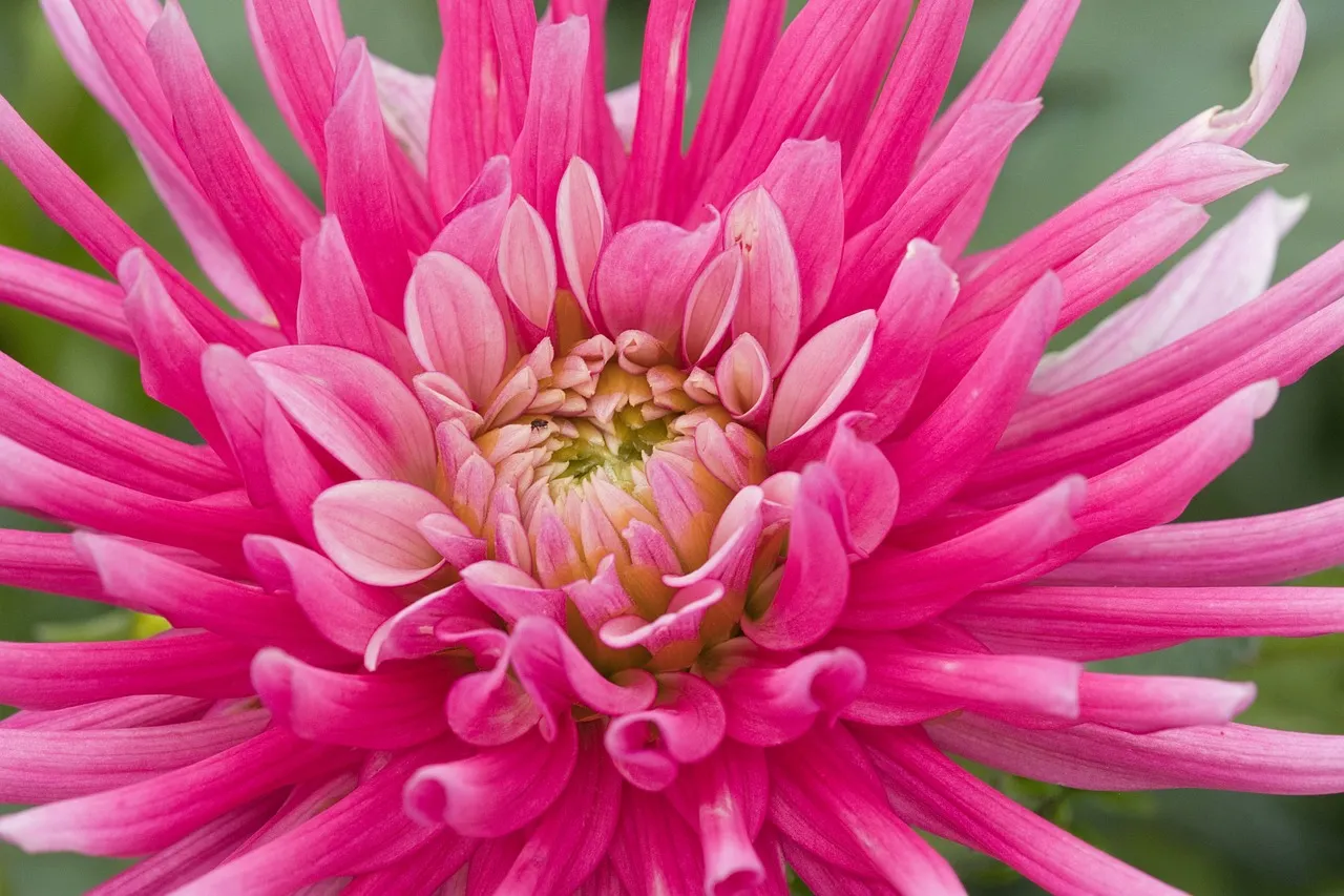 Vibrant Pink Dahlia Bloom: Nature's Petal Perfection