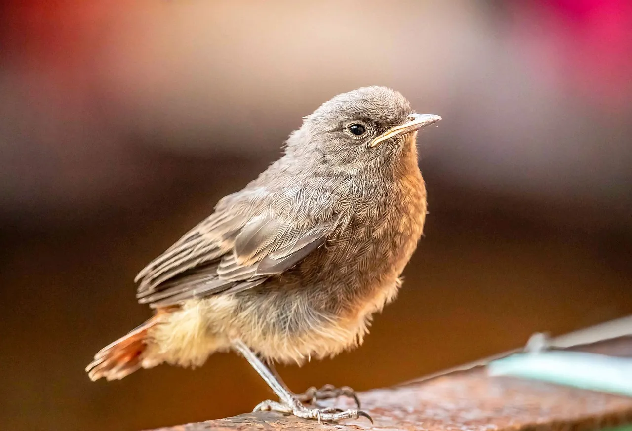 Charming Rusty-Tailed Bird Perched in Nature's Embrace