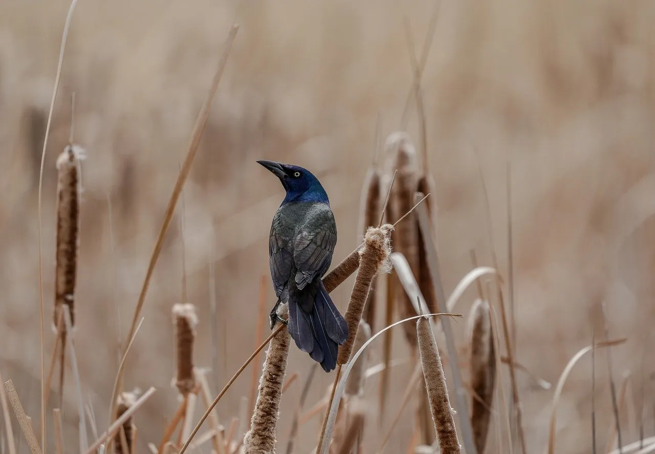 Stunning Blackbird Perched on a Reed in Wildlife