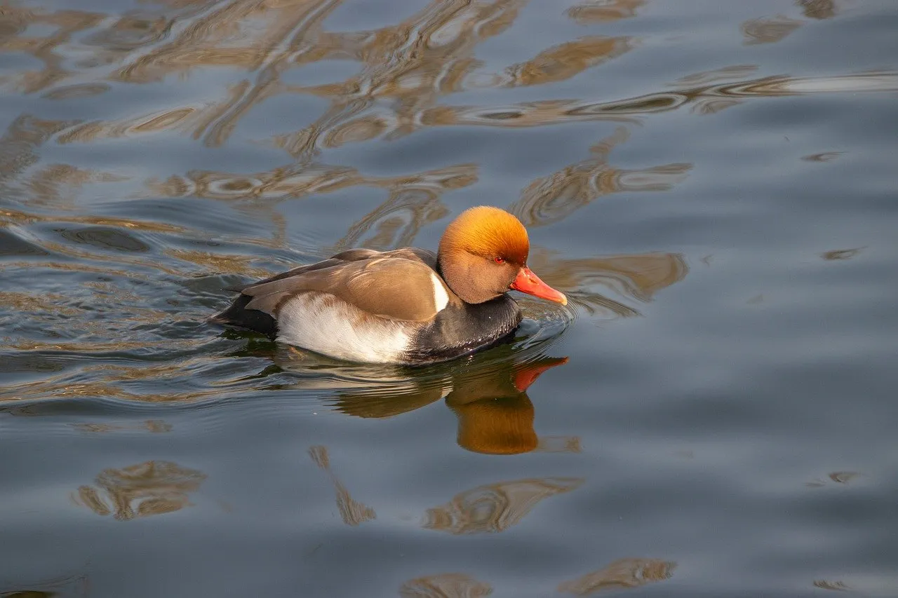 Vibrant Red-Crested Pochard Gliding on Calm Water