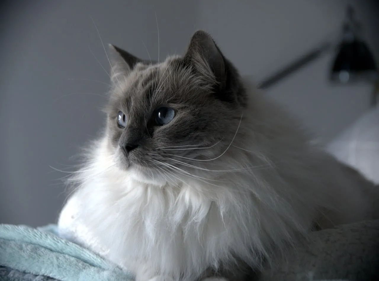 Enchanting Blue-Eyed Ragdoll: Serene Feline Grace