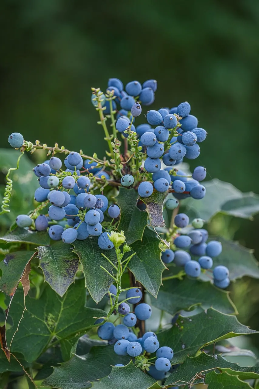 Vibrant Blue Mahonia Berries: Nature's Summer Jewel
