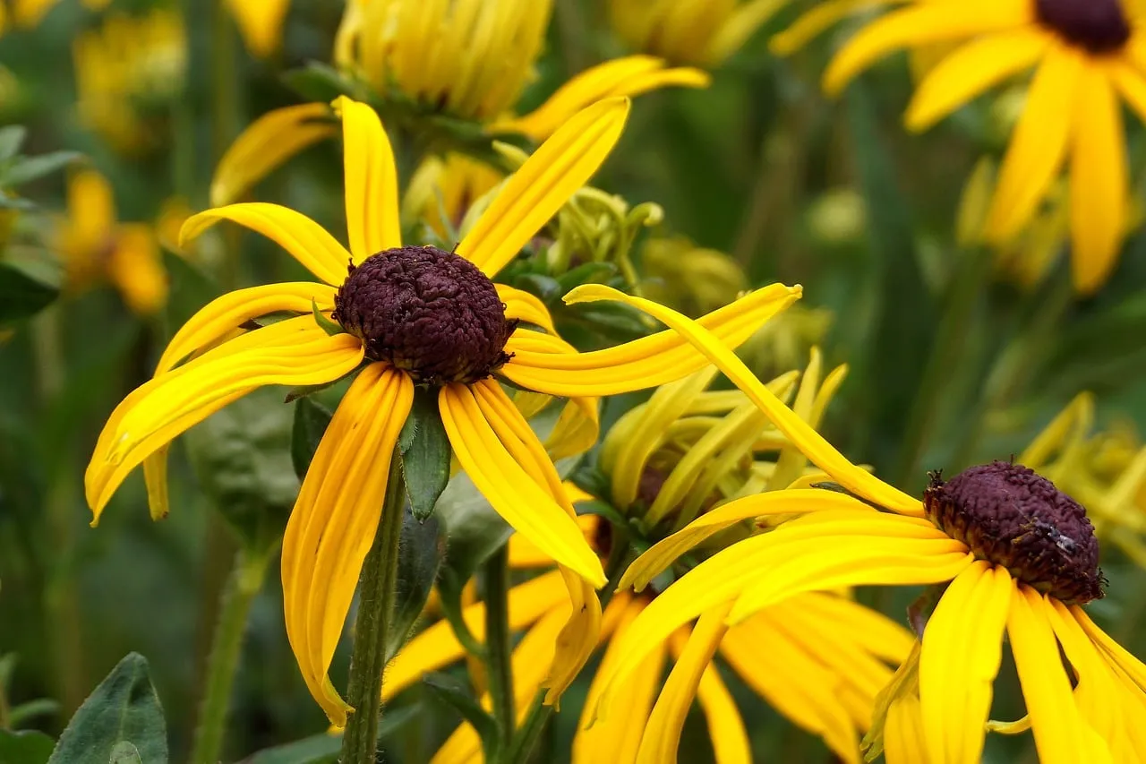 Vibrant Rudbeckia: Golden Cones in Nature's Embrace