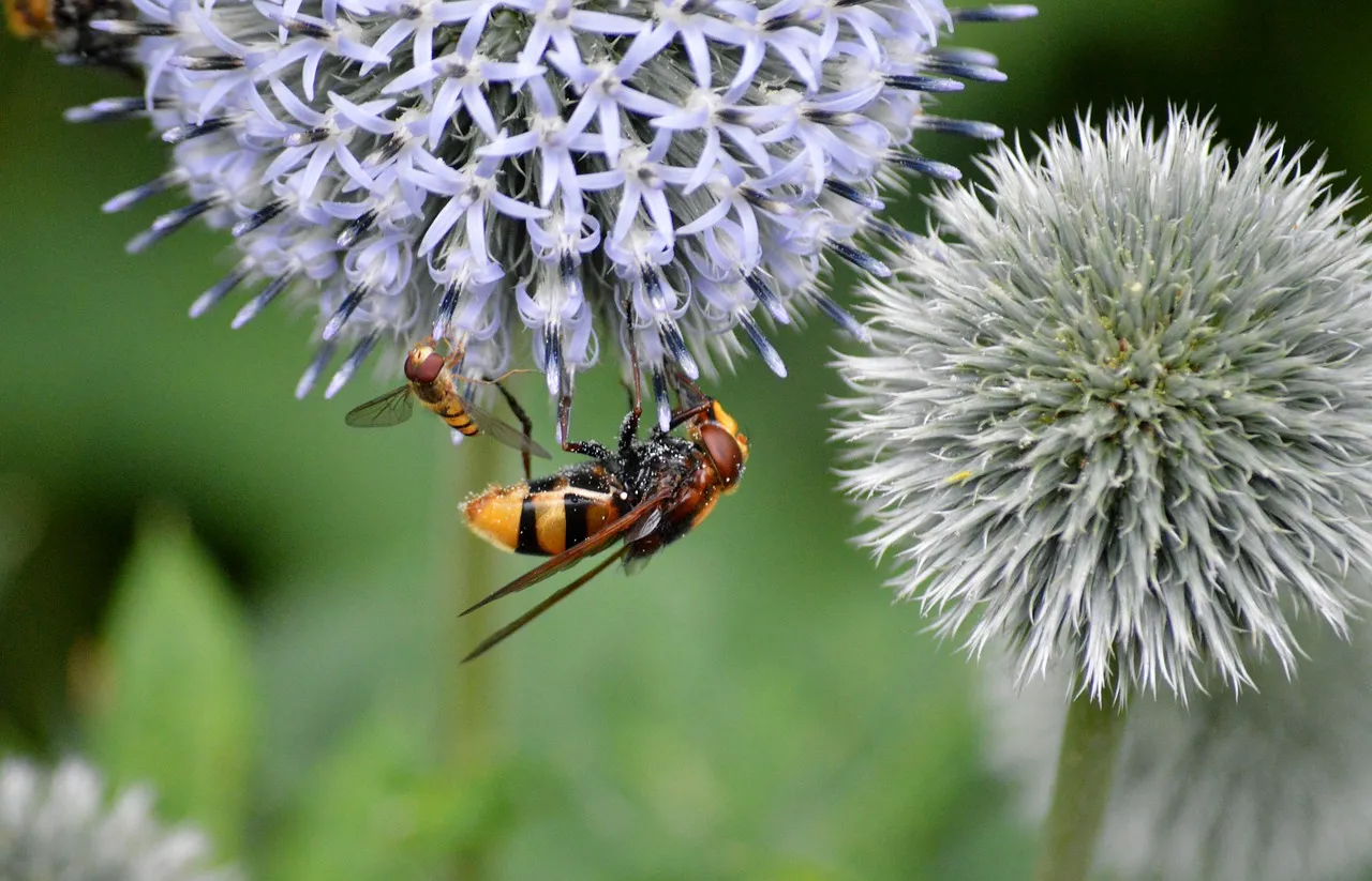 Vibrant Hoverflies on Thistle: Nature's Intricate Dance